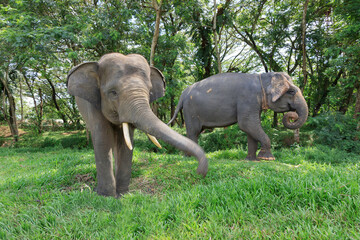 Sumatran elephant (Elephas maximus sumatranus) in Way Kambas National Park Lampung Indonesia