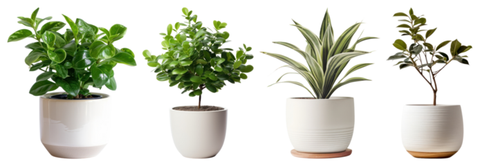 PNG Potted plants indoor decor, element set on transparent background