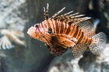 Devil firefish glides near coral reef displaying venomous fins and striped pattern in tropical saltwater.