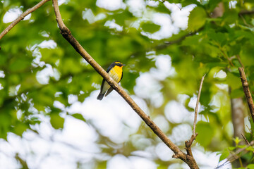 新緑の林で美しくさえずる可愛いキビタキ（ヒタキ科）
英名学名：Narcissus Flycatcher, (Ficedula narcissina, family comprising the flycatchers) 
新緑が美しい渓谷。
神奈川県清川村、早戸川林道-2025年
