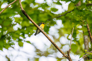 新緑の林で美しくさえずる可愛いキビタキ（ヒタキ科）
英名学名：Narcissus Flycatcher, (Ficedula narcissina, family comprising the flycatchers) 
新緑が美しい渓谷。
神奈川県清川村、早戸川林道-2025年
