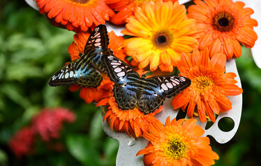 Two Parthenos sylvia butterflies sit on a bright gerbera flower in Singapore’s Butterfly Garden....