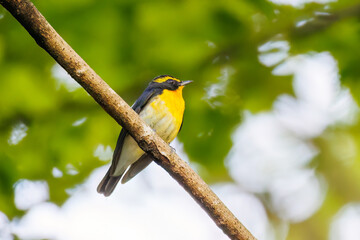 新緑の林で美しくさえずる可愛いキビタキ（ヒタキ科）
英名学名：Narcissus Flycatcher, (Ficedula narcissina, family comprising the flycatchers) 
新緑が美しい渓谷。
神奈川県清川村、早戸川林道-2025年
