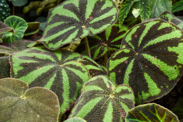 Close-up of Begonia solimutata (Sun Changing Begonia) leaves showing iridescent color shift. Rare...
