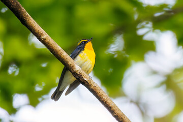新緑の林で美しくさえずる可愛いキビタキ（ヒタキ科）
英名学名：Narcissus Flycatcher, (Ficedula narcissina, family comprising the flycatchers) 
新緑が美しい渓谷。
神奈川県清川村、早戸川林道-2025年
