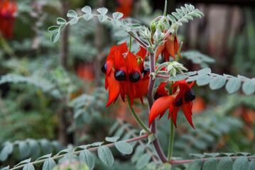 Bright red Sturt's desert pea flowers with black centers bloom on a green leafy stem. Native Australian species growing in tropical garden