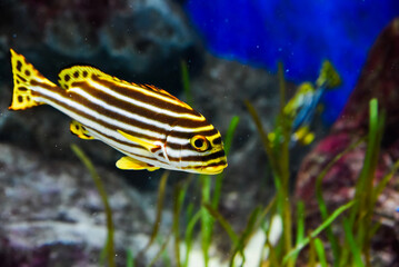 Striped sweetlips fish with bold patterns swims near colorful reef in warm tropical ocean habitat.