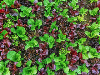 Beautiful farmland landscape with vegetables rows in farm. Fresh green and red salad. Lettuce on...