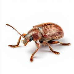 Naklejka premium Close up of a brown beetle isolated on transparent background
