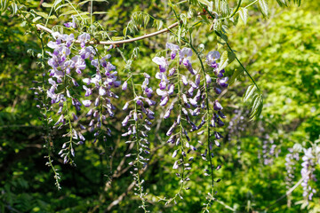 新緑の中、山藤が満開に咲いている。
新緑が美しい渓谷。
神奈川県清川村、早戸川林道-2025年
