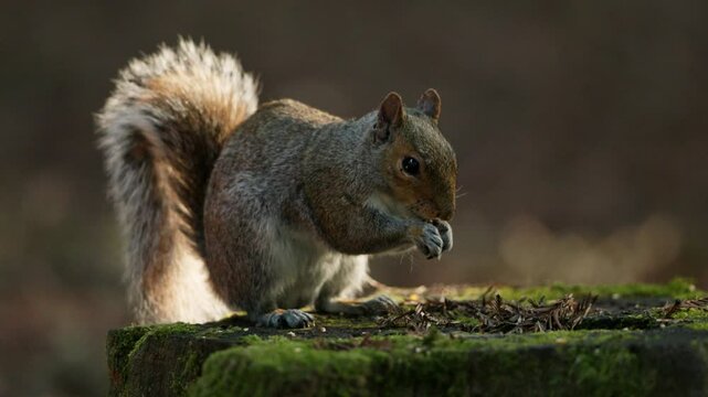 Eastern gray squirrel eats nut perched on mossy tree trunk of woodland, closeup