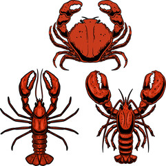 Set of illustrations of a lobster, crab. Omar seafood lobster illustrations. Design elements for logo, emblem, sign. Vector illustration