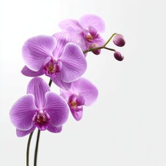 Obraz premium Elegant purple orchids with delicate petals and buds, isolated on a white background.