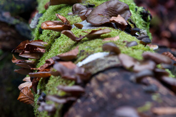 Mushrooms growing on a fallen log