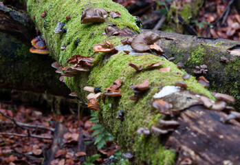 Mushrooms growing on a fallen log