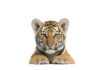 Cute tiger cub resting playfully on a white background, cut out