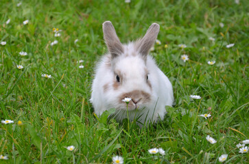 White bunny rabbit  home pet walking on the  spring meadow with white blooming daisies . Closeup photo white rabbit. Pets ,rabbits in spring  concept. Free copy space.