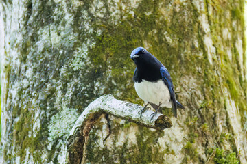 新緑の中、大きく美しい声でさえずる美しいオオルリ（ヒタキ科）
新緑が美しい渓谷。
神奈川県清川村、早戸川林道-2025年
