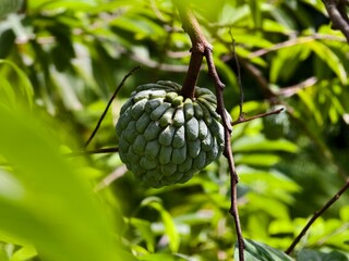 srikaya or Annona squamosa fruit with blurred background