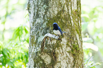 新緑の中、大きく美しい声でさえずる美しいオオルリ（ヒタキ科）
新緑が美しい渓谷。
神奈川県清川村、早戸川林道-2025年
