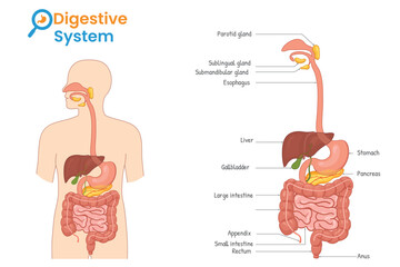 Illustrated Digestive System Showing All Labeled Organs in Human Body