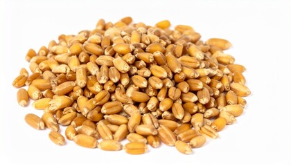 Fototapeta premium Wheat Kernels on Isolated White Background – Fresh Whole Grain Still Life with Natural Lighting and High Detail Focus