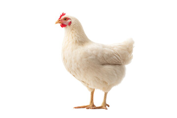 Fototapeta premium White hen standing on black background with red comb and wattles, cut out