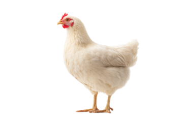 White hen standing on black background with red comb and wattles, cut out