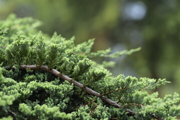 close up of a tree