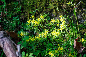 新緑が美しい渓谷。
神奈川県清川村、早戸川林道-2025年
