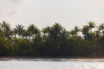Palm trees on a tropical island jungle