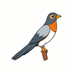 Cuckoo Bird Perched On White