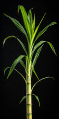 Fresh sugarcane stalk with lush green leaves isolated on black background, ideal for agriculture, food industry, or tropical organic themes.