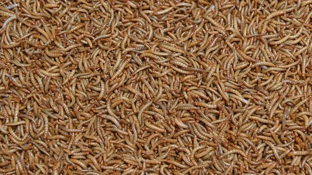 4K Group of mealworms in a container for sale