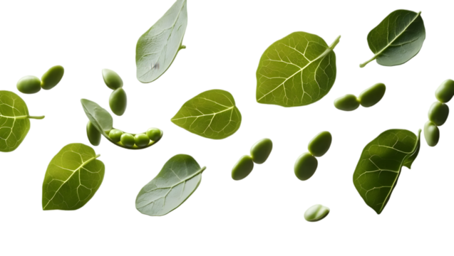 Green Leaves and Beans on Transparent Background - Powered by Adobe