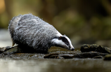 Badger close up ( Meles meles )