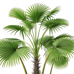 Fototapeta premium palm tree isolated on white