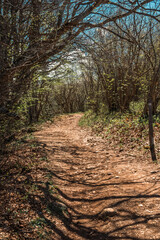 Sentier de randonnée sur le Salève, serpentant à travers la végétation montagnarde,  Atmosphère paisible et naturelle, idéale pour la marche et l’évasion