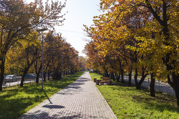 Fototapeta premium Autumn pathway lined with vibrant trees and golden leaves creating a serene outdoor atmosphere