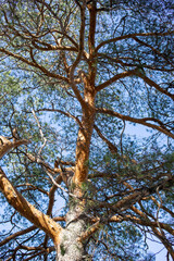 Majestic tree with intricate branches and vibrant green leaves against a clear blue sky