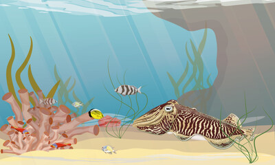 A common cuttlefish swims near the sea bottom with algae and corals. Realistic vector landscape