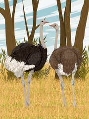 A pair of African ostriches stands in tall dry grass near the forest. Wildlife of Africa. Realistic vector vertical landscape.