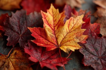 Red Orange Yellow Maple Leaves Autumn Background