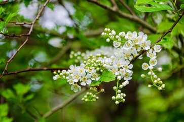 White cherry blossoms blooming gently on spring branch in soft natural light. Close-up shot of fresh white blossoms, peaceful mood, eye-level view, forest setting, nature concept with subtle insect ac