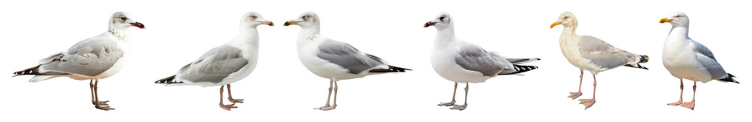 Obraz premium PNG Seagulls standing in line, element set on transparent background