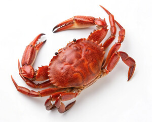 Crab Isolated on White Background