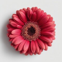 Close-up of a vibrant pink gerbera daisy flower with detailed petals and central disc on a plain light gray background for floral and nature themes