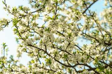 White spring flowers on a blooming tree branch with small blossoms and vibrant blue sky. Nature background for seasonal design.