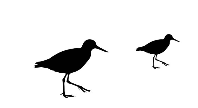 A minimalist and elegant vector design of a sandpiper silhouette. Ideal for coastal themes, birdwatching, nature, and graphic design projects.