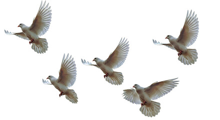 A serene image of multiple white doves gracefully flying across a clean white background, symbolizing freedom, peace, and purity. Ideal for spiritual, wedding, and natural themes.